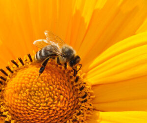 bee-in-sunflower